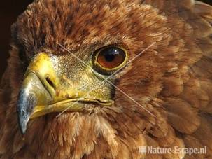 Bateleur arend JCL1
