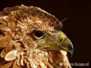 Bateleur arend JCL3