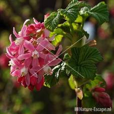 Ribes sanguineum 'King Edward VII' tW5
