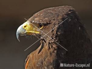 Woestijnbuizerd JCL2 160307