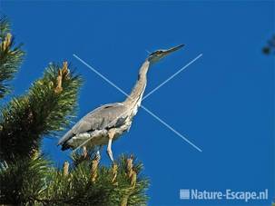 Blauwe reiger op den Avifauna 1
