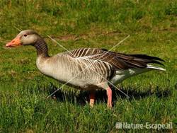 Grauwe gans AWD34