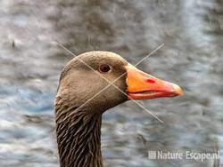 Grauwe gans, kop Hijm NHD Castricum 16