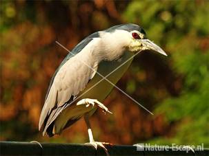 Kwak Avifauna 1