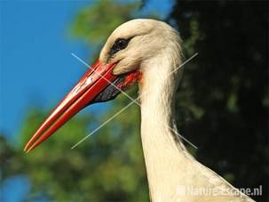 Ooievaar, detail kop Avifauna 1
