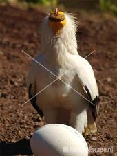 Aasgier Avifauna 4