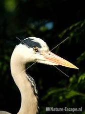 Blauwe reiger, detail kop Avifauna 4