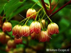 Enkianthus campanulatus bloemen tB3