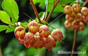 Enkianthus campanulatus bloemen tB5
