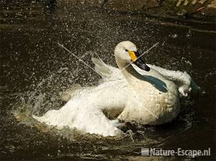 Kleine zwaan, badend Avifauna 3