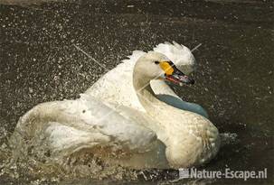 Kleine zwaan, badend Avifauna 5