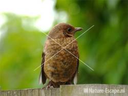 Merel, juveniel tB1