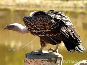 Rüppelgier Avifauna 1