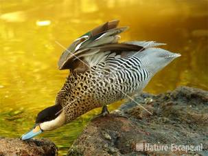 Versicolortaling Avifauna 1
