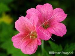 Geranium oxonianum 'Wageningen' tW1