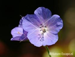 Geranium pratense, bloemen tW1