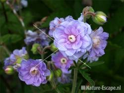 Geranium 'Summer Skies' tW1