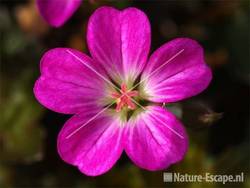 Geranium 'Tanya Randall' tW3