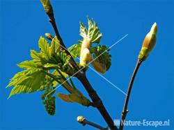 Gewone esdoorn, jong blad AWD2