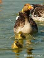 Grauwe gans met juvenilen Hijm NHD Castricum 11