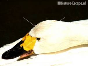 Kleine zwaan, badend Avifauna 12