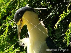 Kwak Avifauna 21