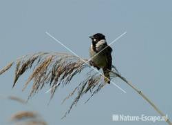 Rietgors Purperreiger wandeling 1
