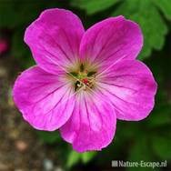 Geranium riversleianum 'Mavis Simpson', detail bloem tW2
