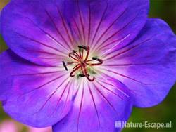 Geranium 'Rozanne', detail bloem tB