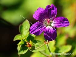 Geranium wlassovianum tW2