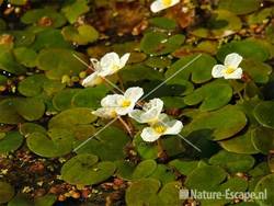 Kikkerbeet, bloemen Wormer 1