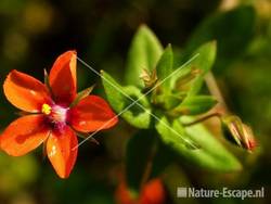 Rood guichelheil NHD Egmond 1