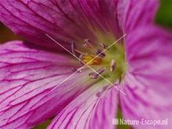 Geranium endressii, detail bloem tW