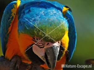Blauwgele ara, detail kop Avifauna
