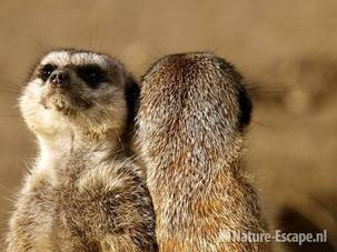 Stokstaartjes Ouwehands Dierenpark 1
