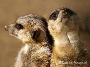 Stokstaartjes Ouwehands Dierenpark 6