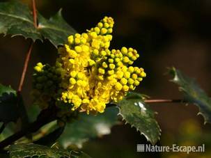 Mahonia aquifolium, bloemen Ouwehands Dierenpark