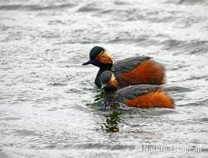 Geoorde futen Vogelmeer NPZK1