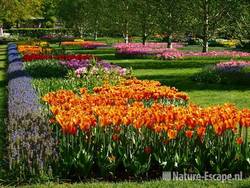 Keukenhof 4