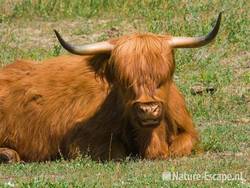 Schotse hooglander, herkauwend Vogelmeer NPZK1