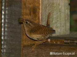 Winterkoning met voer in De Boet NHD Castricum 1