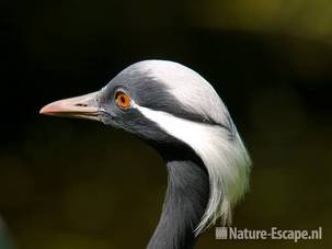 Jufferkraanvogel, detail kop AZF1