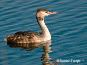 Fuut Vogelmeer NPZK3