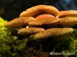 Fluweelpootjes AWD6
