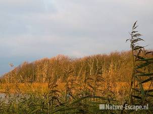 Strijklicht op bomen aalscholverkolonie Hijm NHD Castricum 1