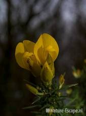 Gaspeldoorn, detail bloemen Zww3