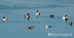 Bergeenden, wintertalingen en nonnetjes Vogelmeer NPZK1 140209