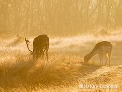Damherten, foeragerend in tegenlicht AWD1 070309