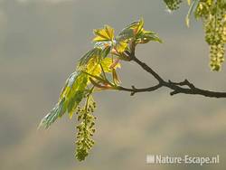 Gewone esdoorn, blad en bloemknoppen, AWD2 300409