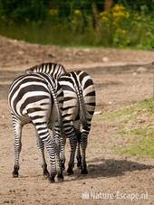Grant's zebra's, achterwerken, konten, Burgers Zoo 1 280709